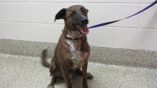 Meet Guffey: FOX21’s Pet of the Week – FOX21News.com