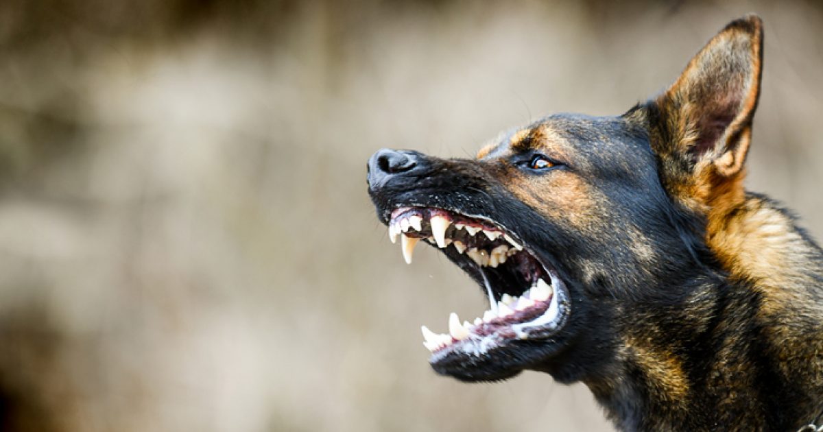 Dog attacks against people, livestock and wildlife increase in Eurobodalla – About Regional