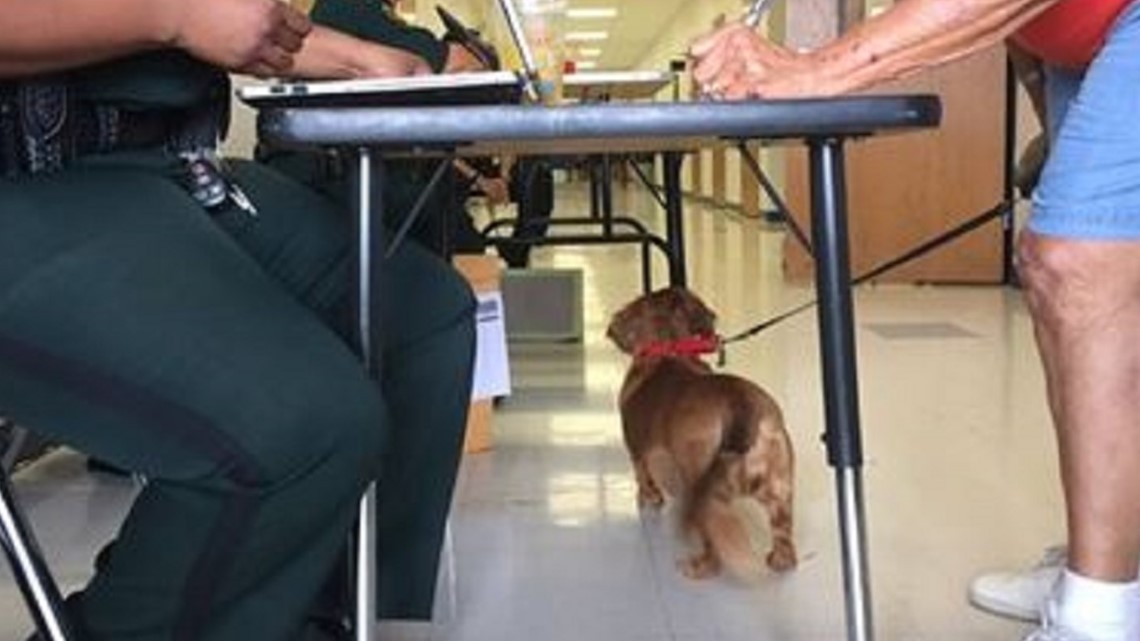 DeSantis to Hurricane Ian evacuees: 'Don't leave your pets behind' – WTSP.com