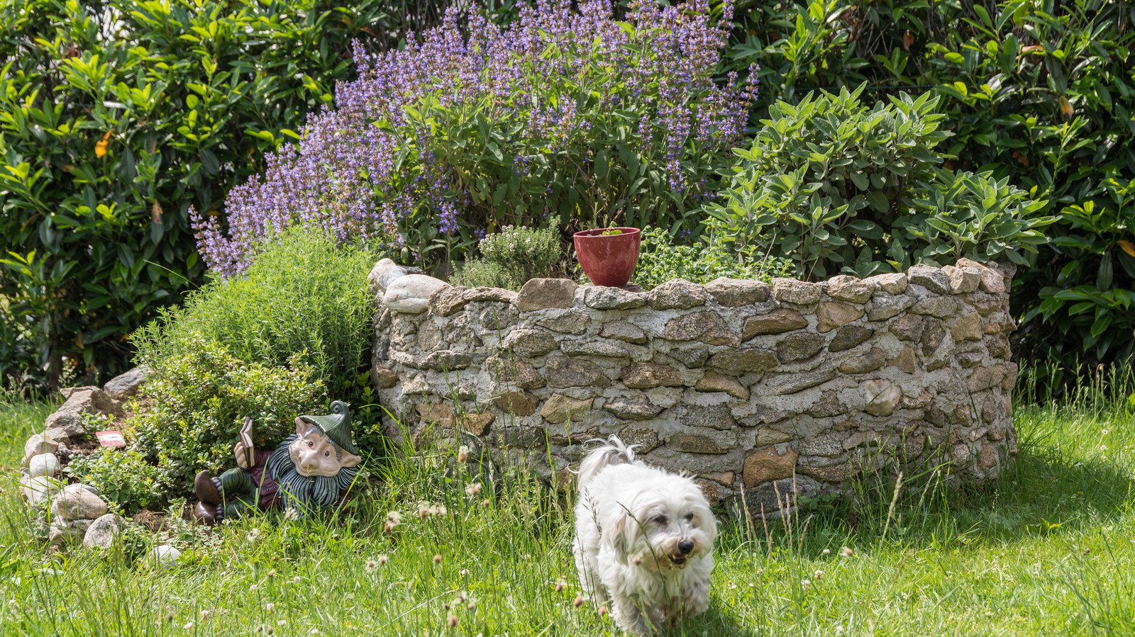 15 Plants You Can Grow That Your Dog Will Love – House Digest