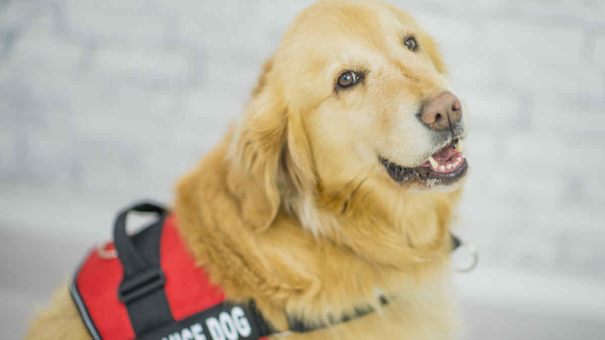 When Should Service Dogs Come to Work? – SHRM