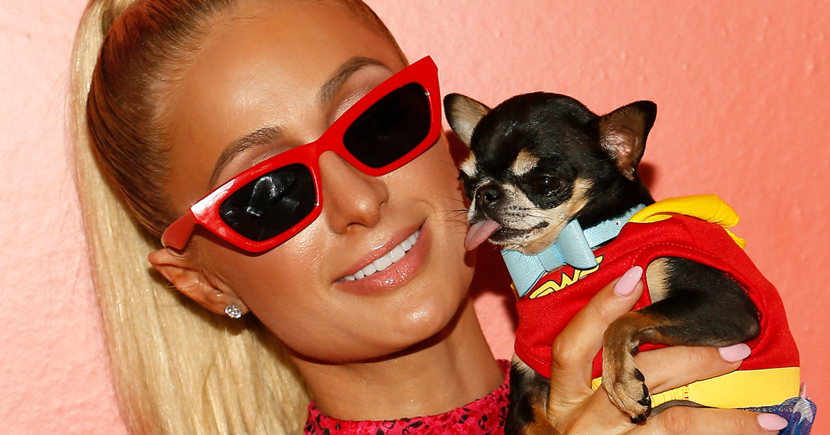 Paris Hilton Believes Her Missing Dog Is Alive After Talking to Pet Mediums – TODAY