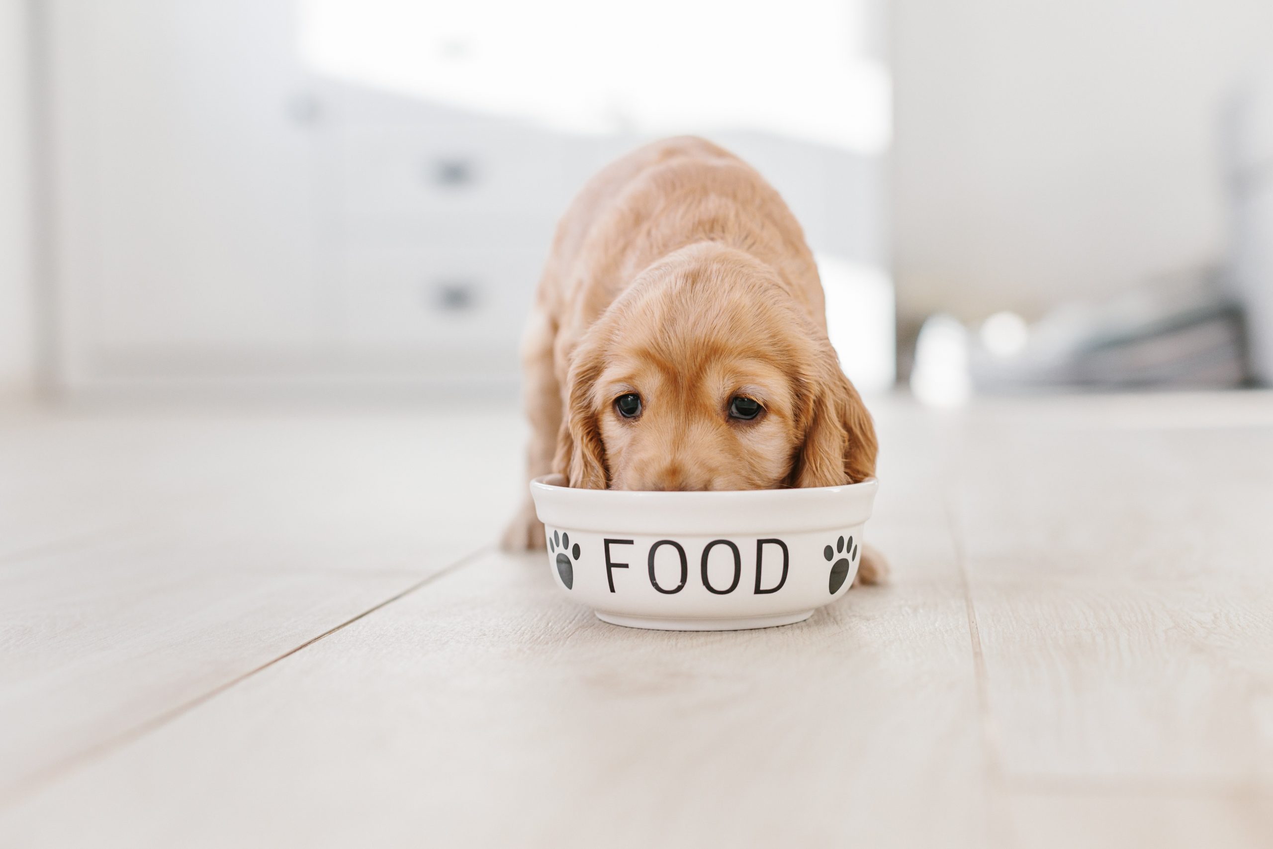 The Very Best Diet for Dogs, According to Vets – Reader's Digest