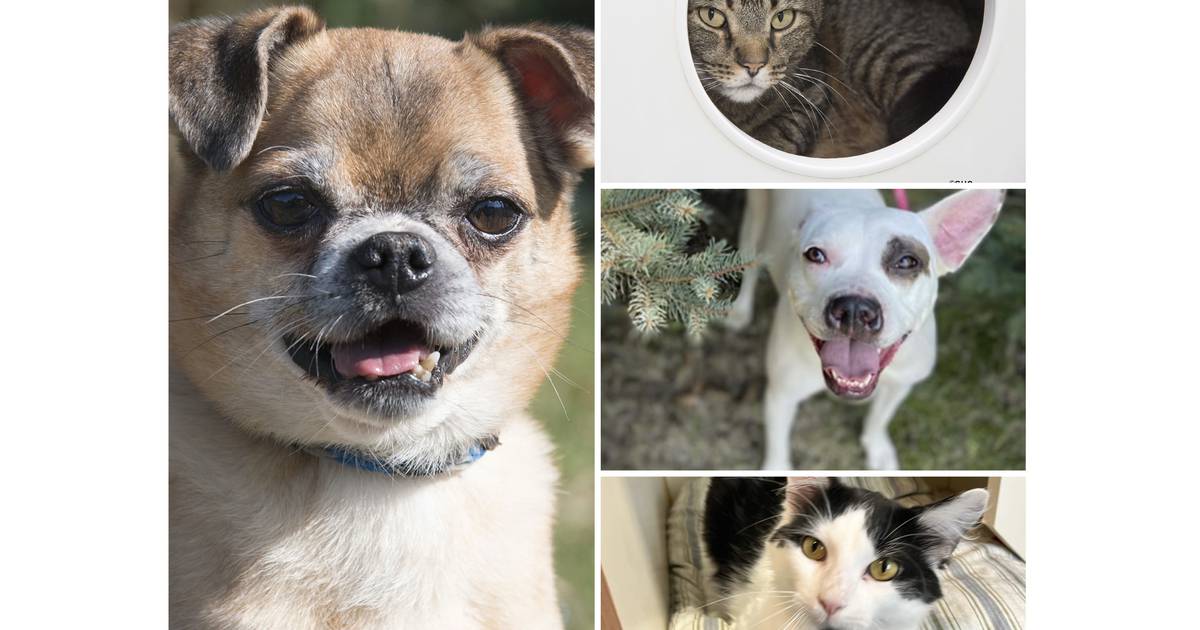 Pets of the Week: Oct. 31, 2022 – Shaw Local – The Herald-News