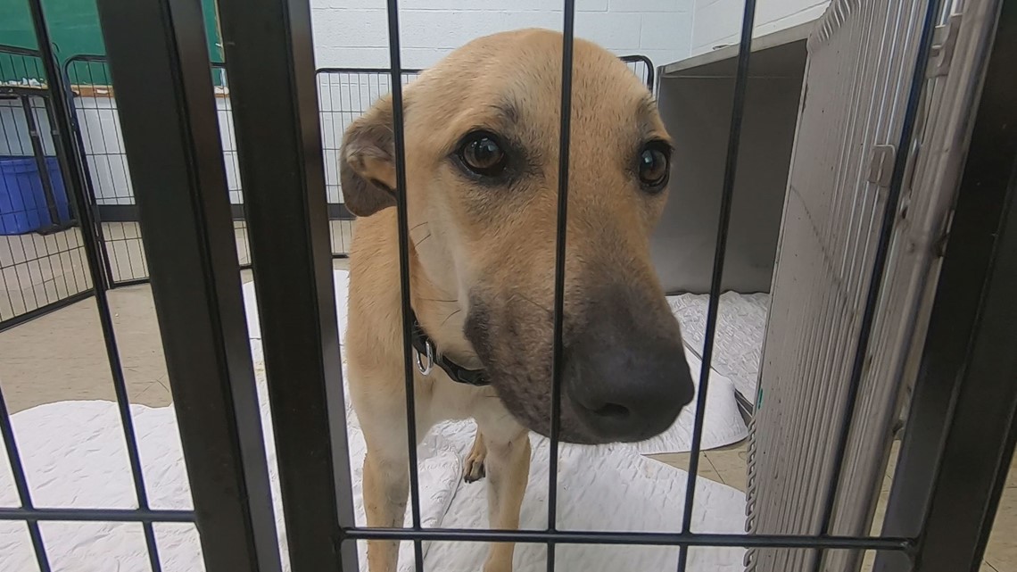 'People are good': After historic rainfall, East St. Louis pet resource shelter receives $45,000 in donations – KSDK.com