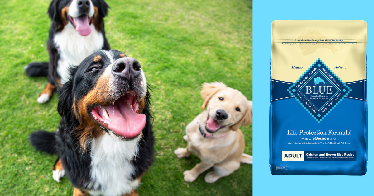 Best dry dog food, according to experts and veterinarians – NBC News