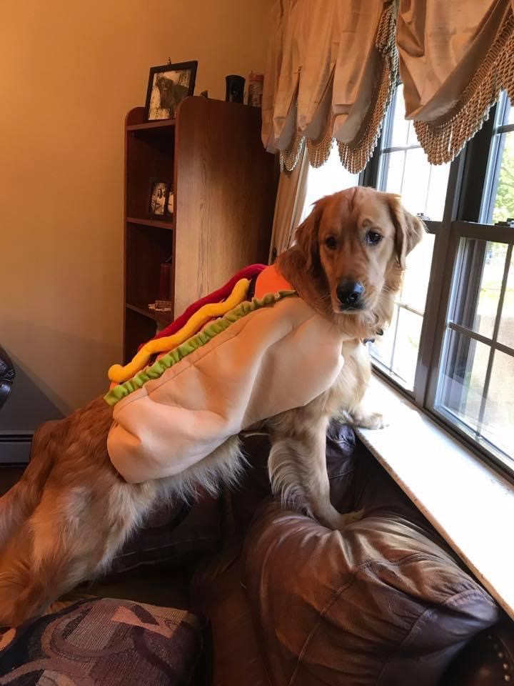 One hot dog! Yogi of Burrillville wins our pet costume contest – NRI NOW