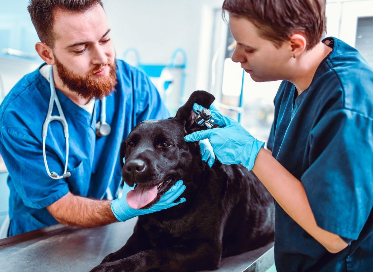 Ill Dogs: Here are the 10 breeds of adorable dog that suffer the most health problems – including the loving Labrador Retriever 🐶 – The Scotsman