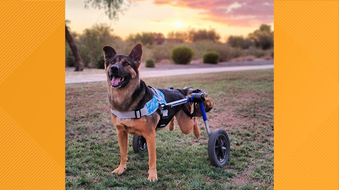 Donnie, a disabled dog from Surprise, earns a spot in 2023 pet calendar – 12news.com KPNX