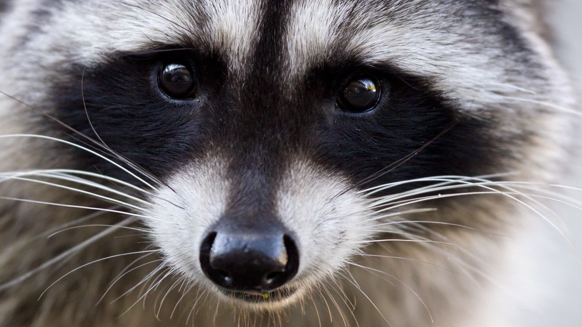 Pet dog catches raccoon infected with rabies in Suffolk – 13newsnow.com WVEC