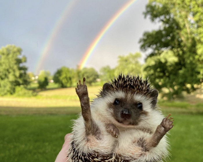 Help a Howard County hedgehog win America's Favorite Pet – Baltimore Fishbowl