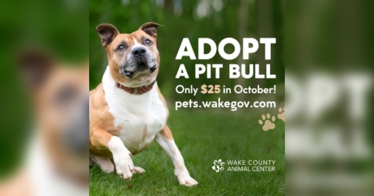 Animal center encouraging pit bull adoption through special campaign – Restoration NewsMedia