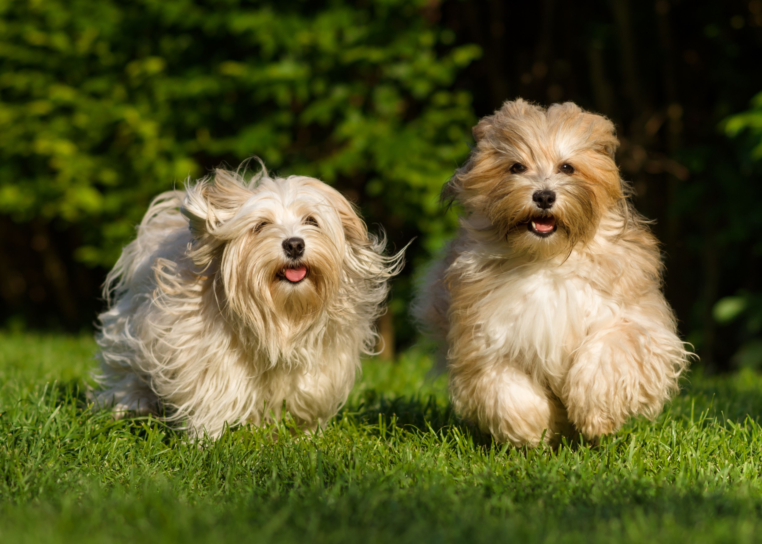 Study reveals safety of long-term daily cannabidiol use in healthy dogs – DVM 360