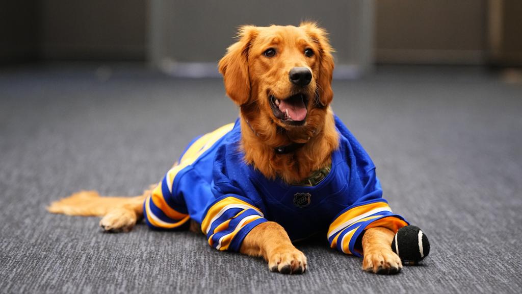 Sabres introduce Nikki as team dog for 2022-23 season – NHL.com