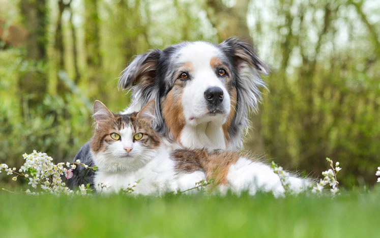 Orange gives green light to discounted pet desexing – Australian Seniors News