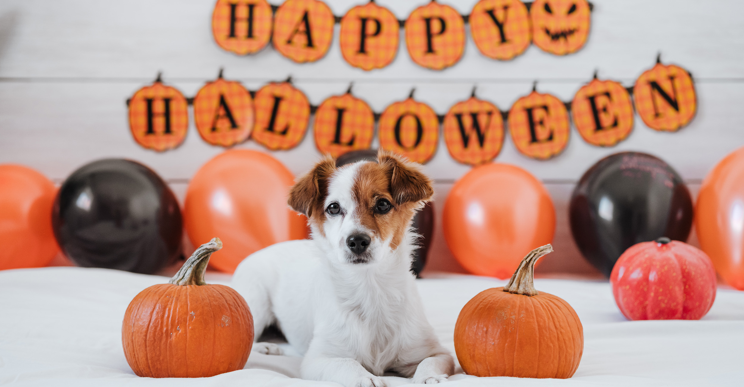 Veterinary Viewpoints: Keeping your pets safe this Halloween – Oklahoma State University