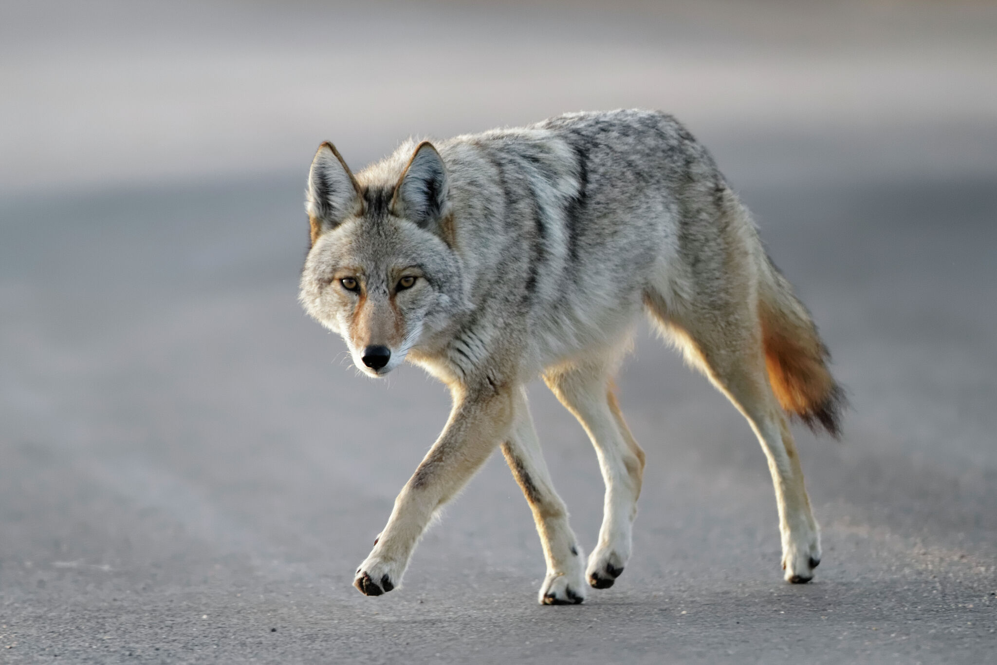 Coyotes attack dogs in Burlington, animal control says – CT Insider