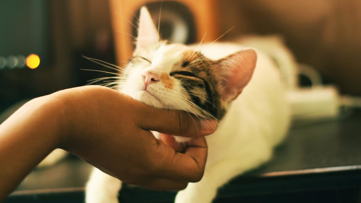 Man fined S$2000 for getting son to abandon pet cat when family moved to new home – TODAY