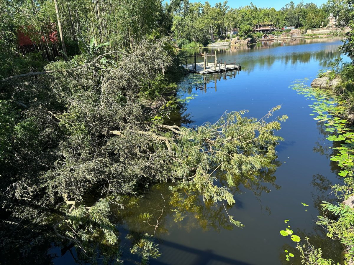 Trees Down in Discovery River Block Character Flotillas at Disney's Animal Kingdom – WDW News Today