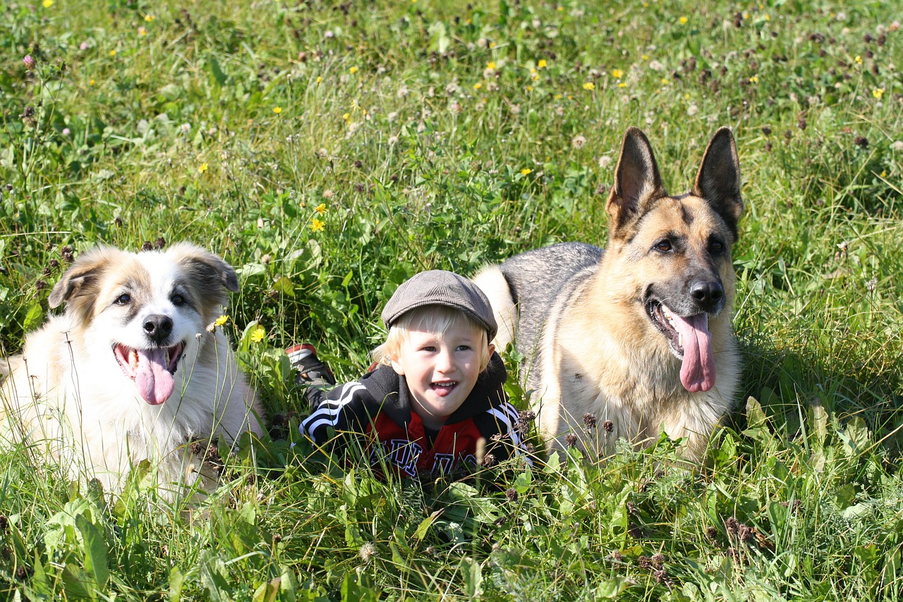 Mystery Illness That Killed Dozens Of Dogs In Michigan Identified – Medical Daily