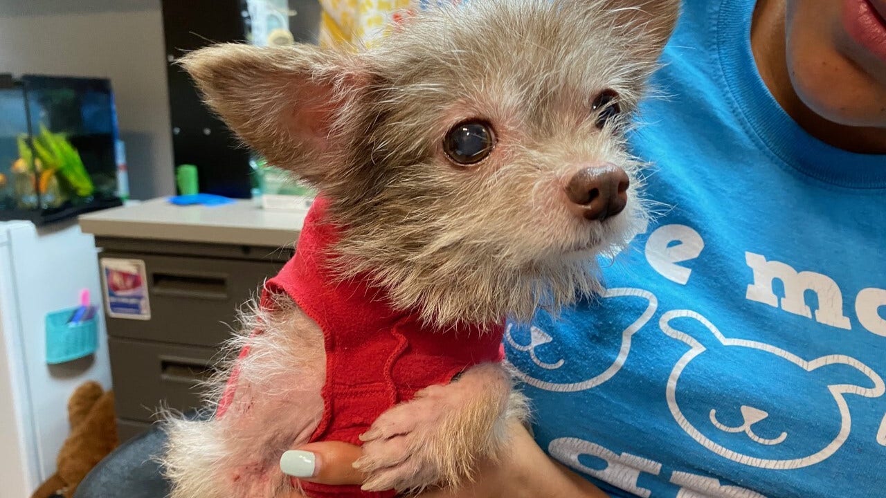 12-year-old dog found dumped in bag receiving critical care at Tacoma animal shelter – FOX 13 Seattle