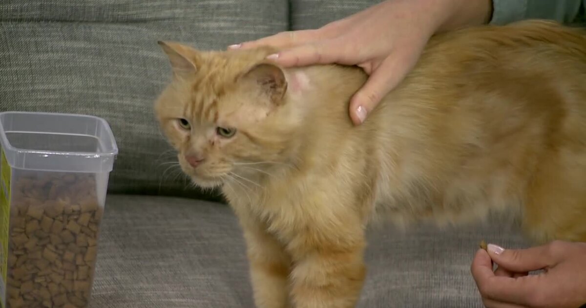 Pet Adoption Tuesday: Do you have room for Nuthatch? – FOX 17 West Michigan News