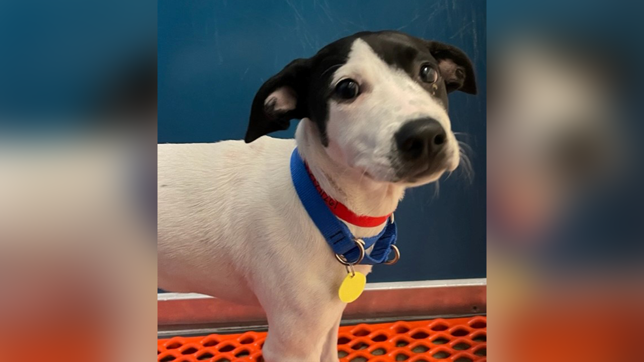 Meet CBS 58's Pet of the Week: Clover the puppy! Meet CBS 58's Pet of the Week: Clover the puppy! – WDJT