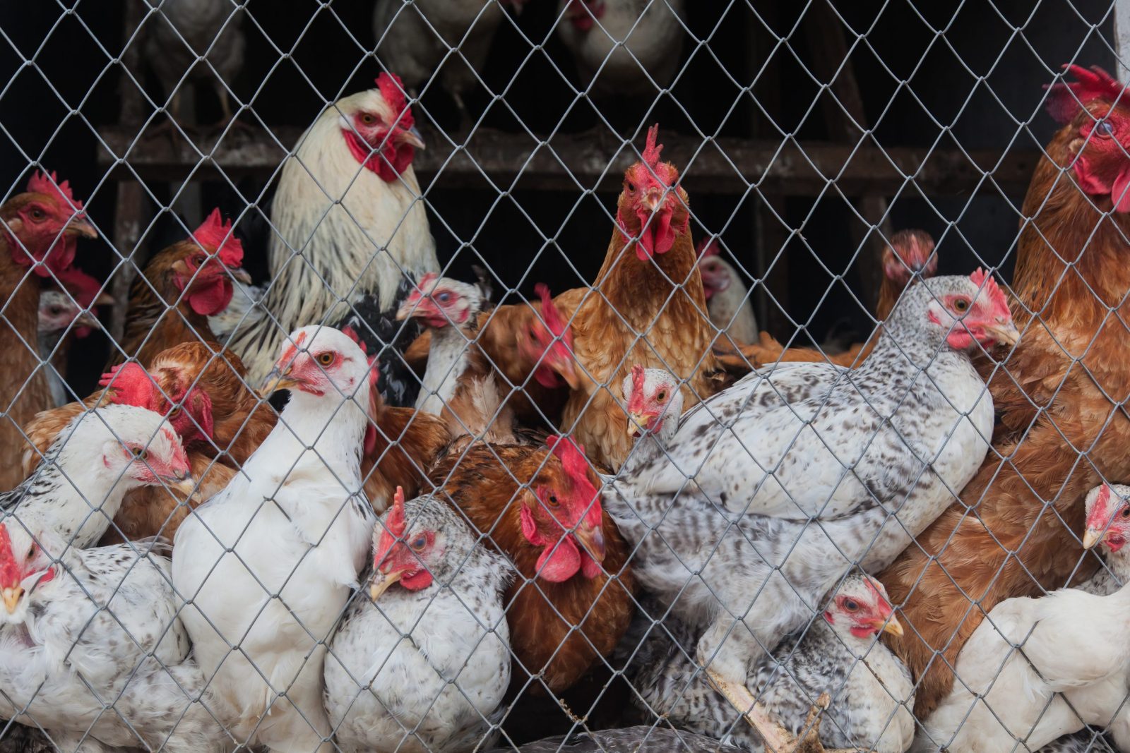 Irish Farmer Banned From Keeping Animals For 10 Years After Horrible Conditions Surfaced – One Green Planet