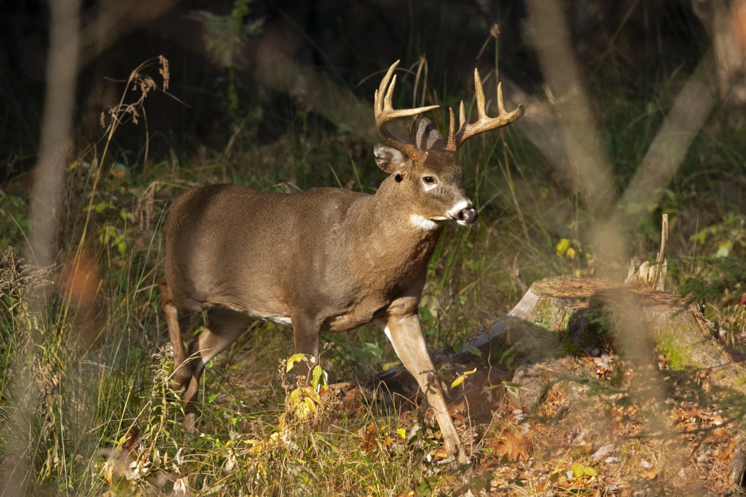 'Forever chemicals' in deer, fish challenge hunters, tourism – The Associated Press