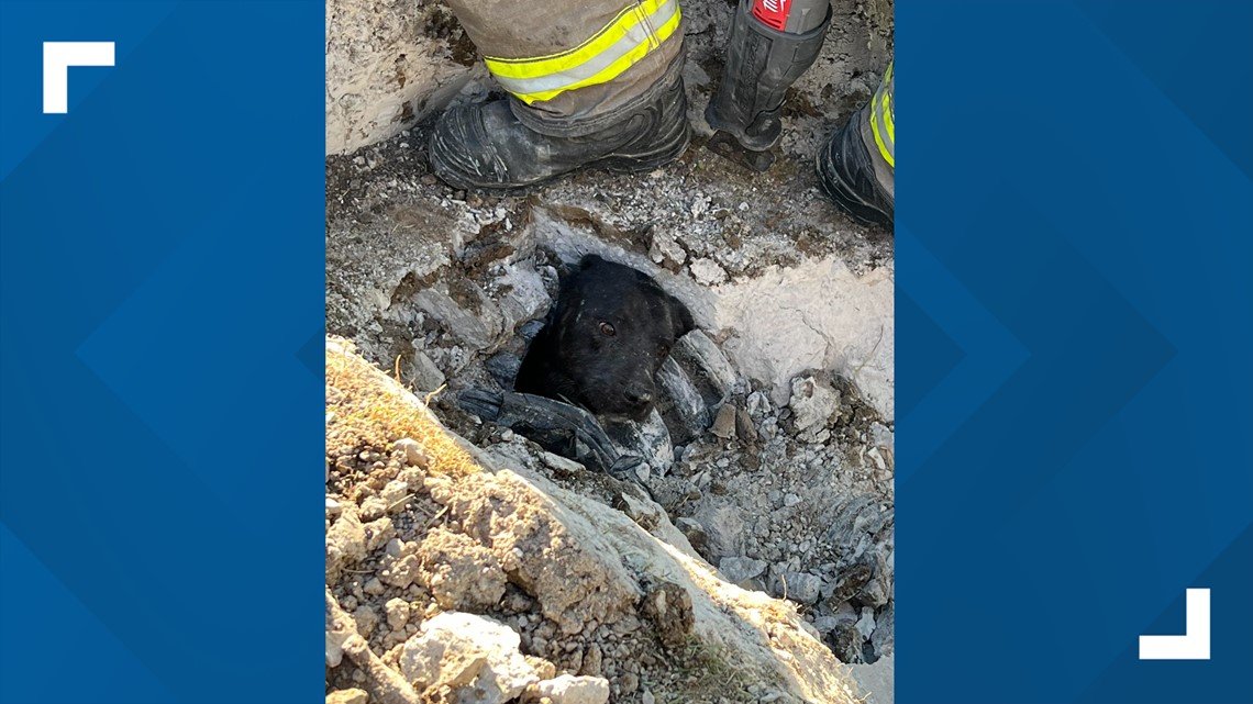 Pup stuck no more: Dog trapped in Defiance County pipe saved – WTOL