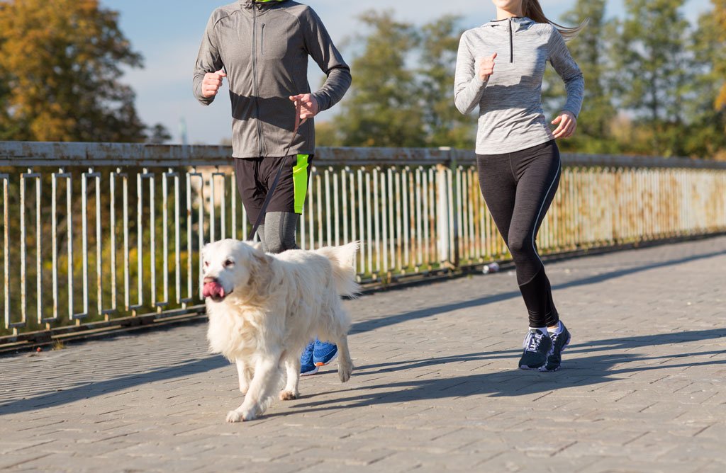 Dogs with more active owners may get more exercise – Vet Practice magazine