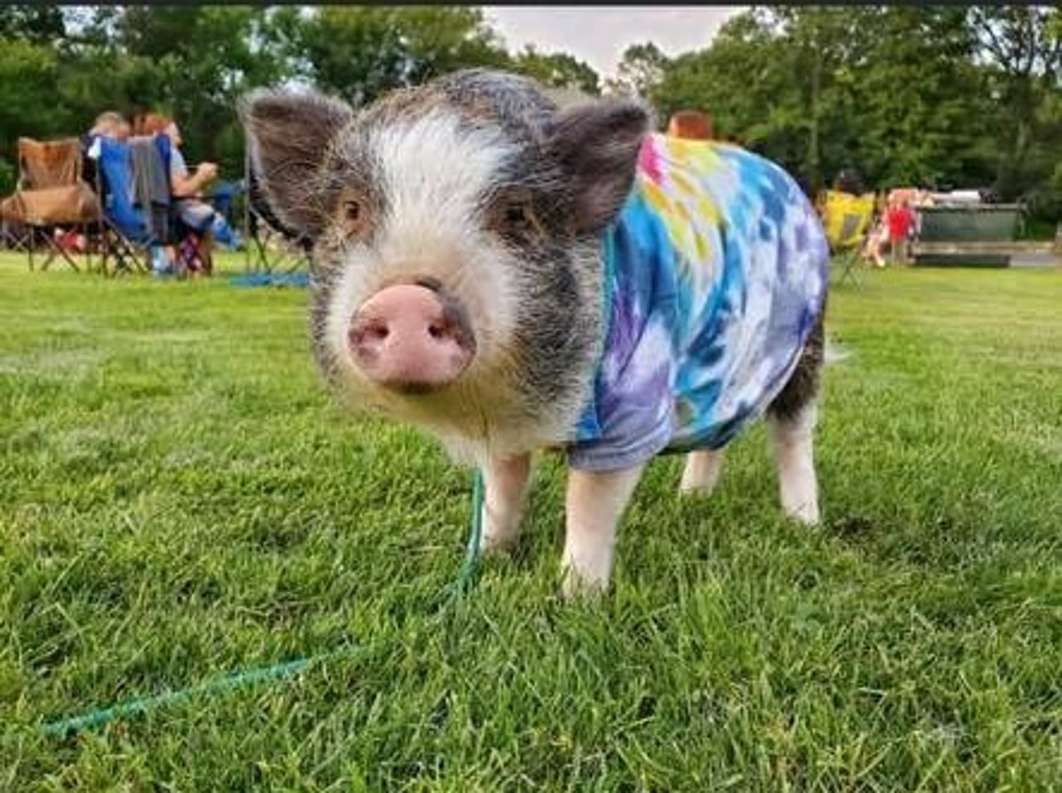 Pet Trick Day: Celebrating Porkchop the Connecticut Therapy Pig – i95rock.com