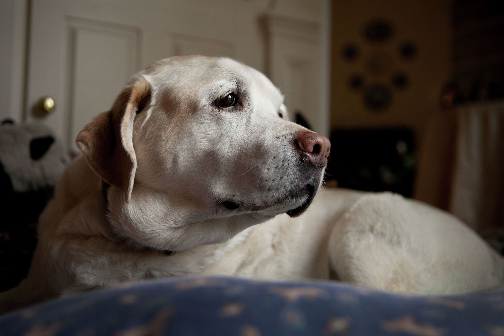 Train dog to sleep through night; here is how – San Antonio Express-News