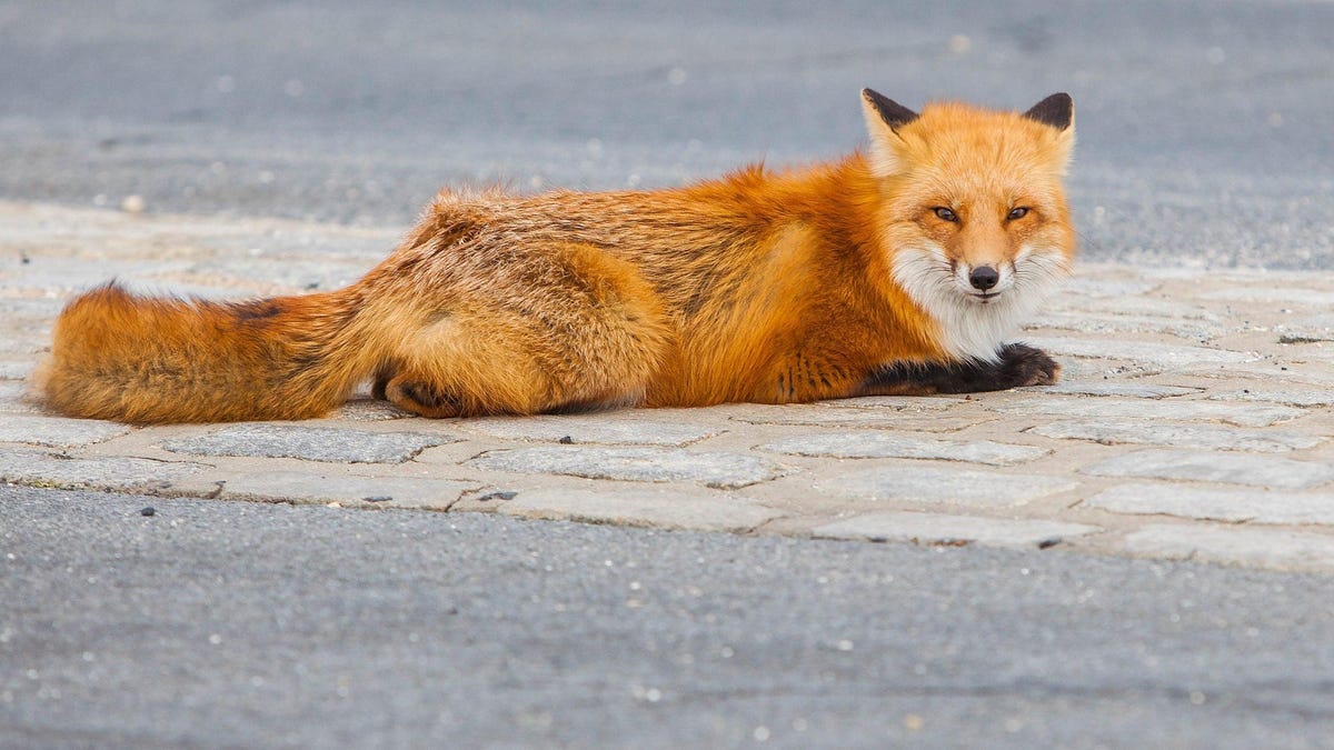 Did Ancient Humans Domesticate Foxes? – Gizmodo