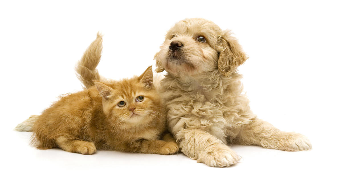 5 factors that affect pet insurance costs – CBS News