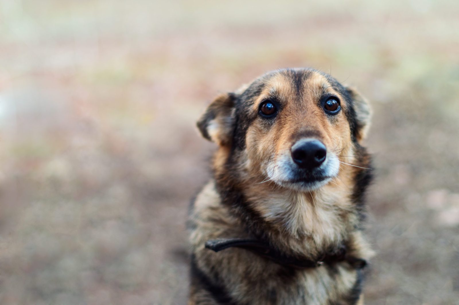 Woman Gives Dog a Second Chance at Life After He Was Set to Be Euthanized – One Green Planet