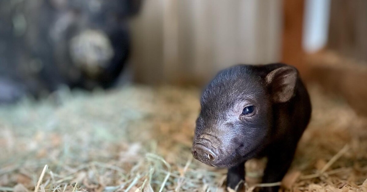 Fate of more than 100 pet pigs abandoned in Santa Ysabel still unclear – KPBS