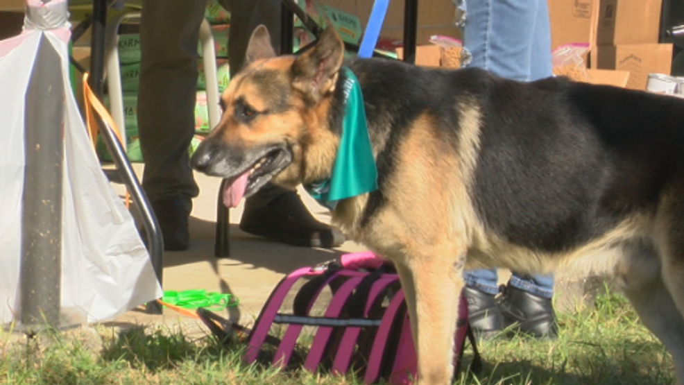 Health care is important on both sides of the leash – wgxa.tv