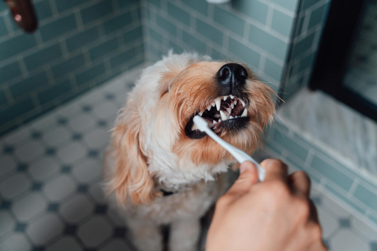 Should you be brushing your dog's teeth? – Yahoo News