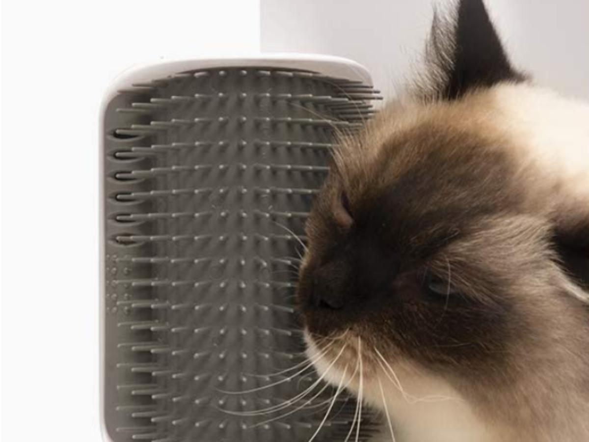 Cats & Pet Owners Alike Adore This $5 Self-Grooming Tool for Giving Pets That Extra Love – Yahoo News