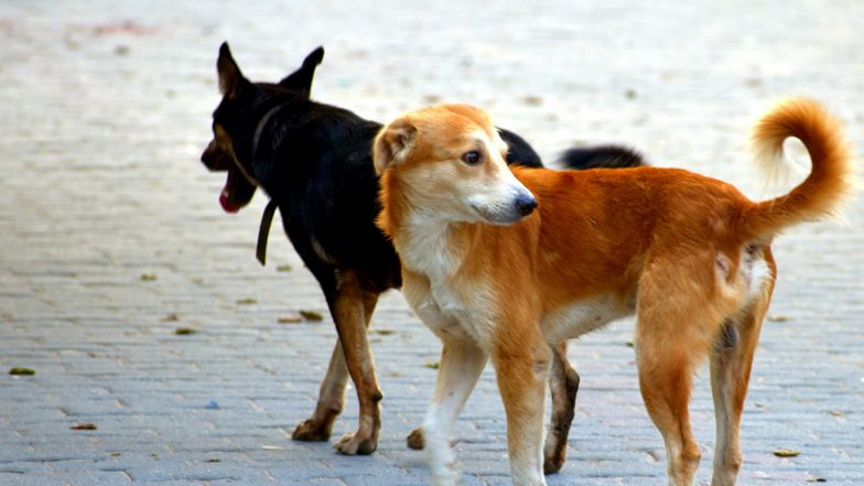 Stray Dog Attack in Kerala: Canine Bites Former MLA, 3 Others in Palakkad; Cameraman Attacked in Separate – LatestLY