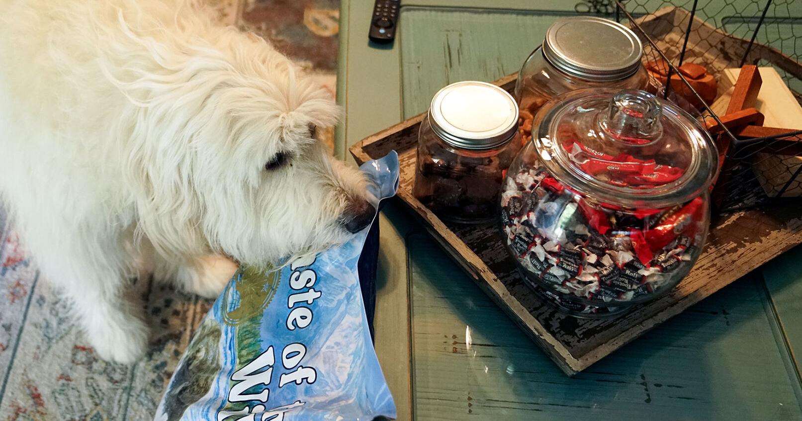 Pet food for thought: How much do you really need to spend to properly feed your dog or cat? – Columbia Missourian