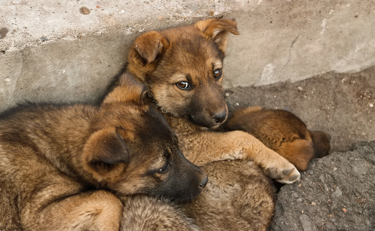 Animal Control Says Dog Dumping On The Rise Here In South Jersey – catcountry1073.com