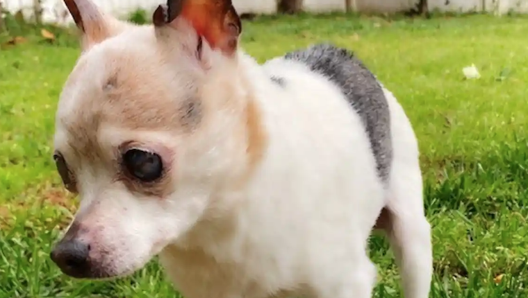 Pebbles, the World’s Oldest Dog, Passes Away at 22 Years Old – DogTime