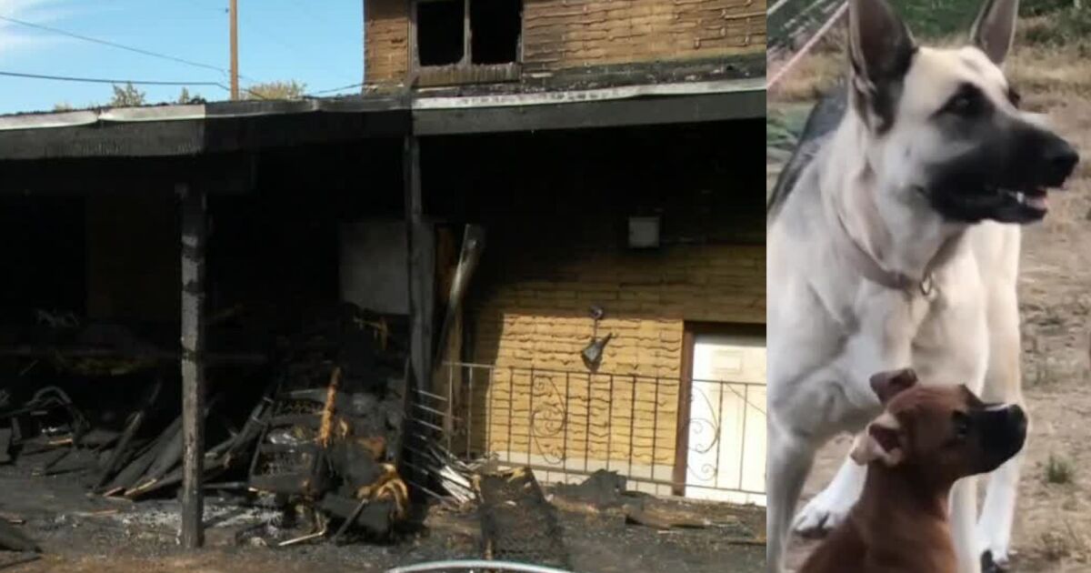 Community steps up to help South Ogden family who lost home, pets, belongings in fire – FOX 13 News Utah