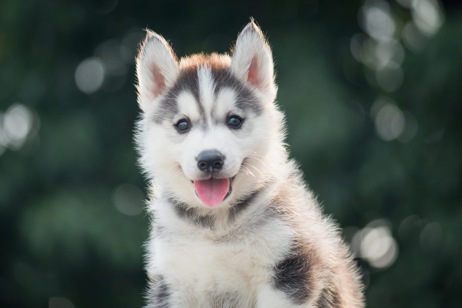 Petition: Demand Animal Cruelty Charge For Montana Woman Who Shot and Skinned a Dog – One Green Planet