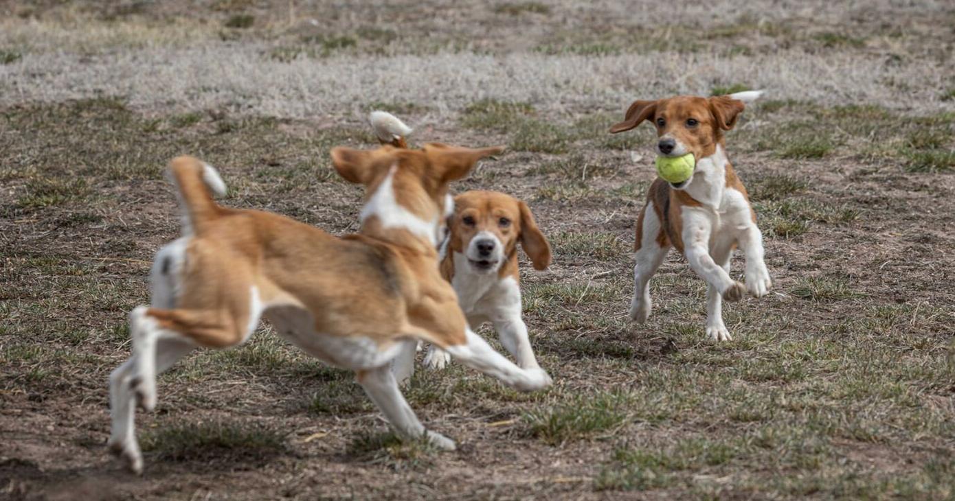 Wyoming's Kindness Ranch continues to foster breeding facility beagles – Wyoming Tribune