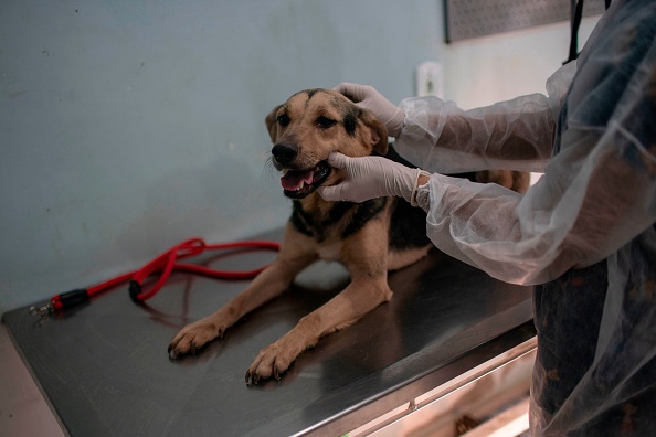 Raw Material Used For Pet Food Blamed for Dog Deaths in Brazil – Nature World News