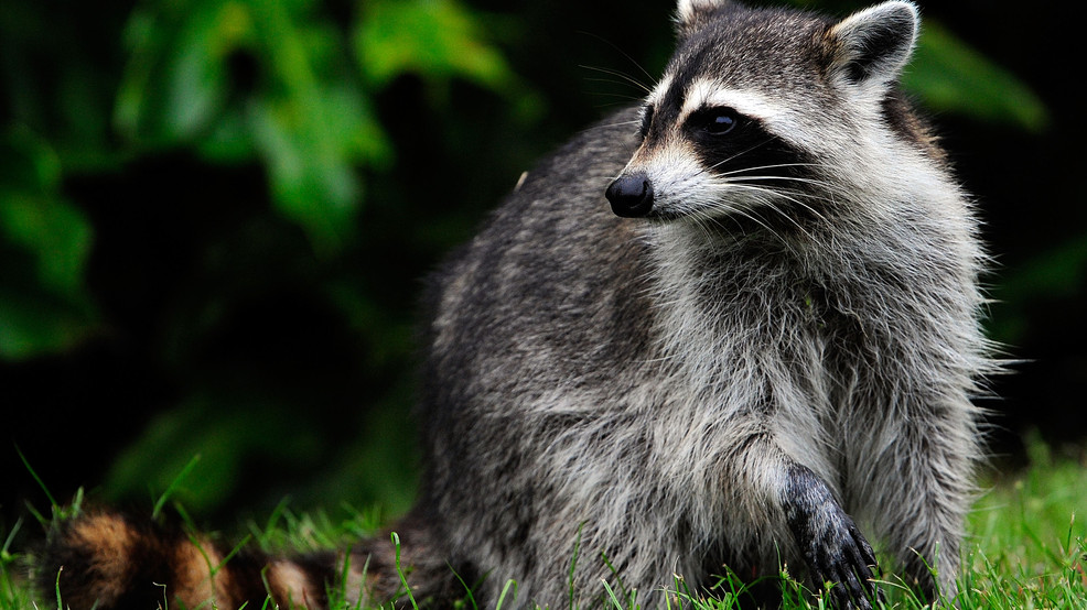 Oneida County resident, dog exposed to rabies after raccoon tests positive – CNYcentral.com