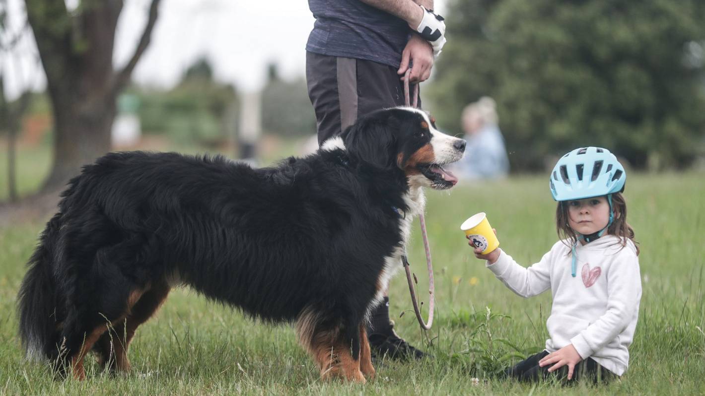 The Barkery dog cafe set to serve its last puppuccino – Stuff